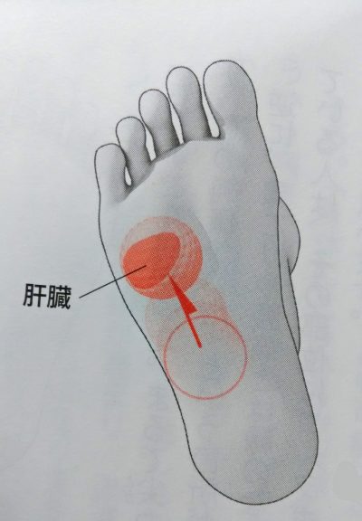 self-reflexology 足つぼ の肝臓のポイントをゴリゴリ押して元気になろう。正しい場所と押し方のコツ！